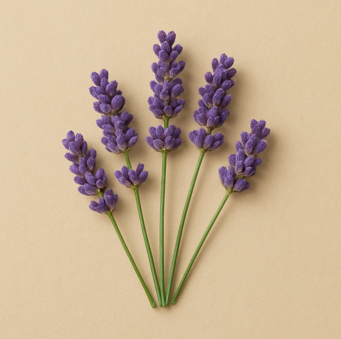Melts de Lavanda